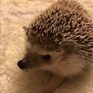 Meet your Posher, Aaron